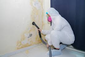 Professional Mold Removal in San Pasqual, CA